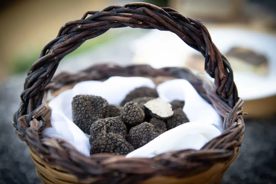 Cestino di vimini pieno di tartufi neri freschi